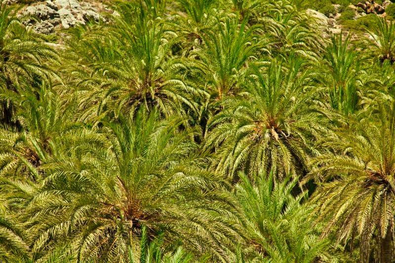 пальмовый лес достопримечательности острова Крит