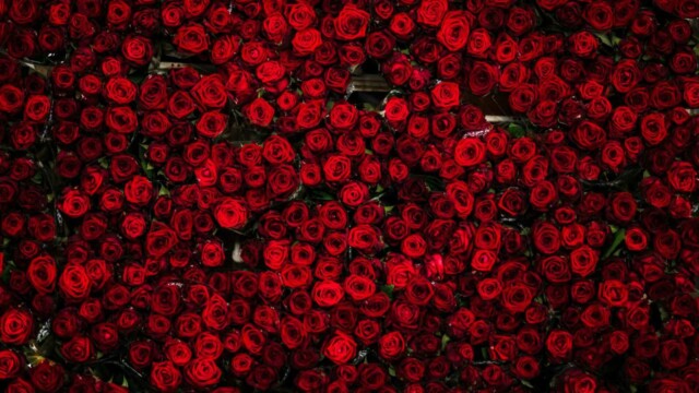 букет из 101 красной розы букет из 101 красной розы