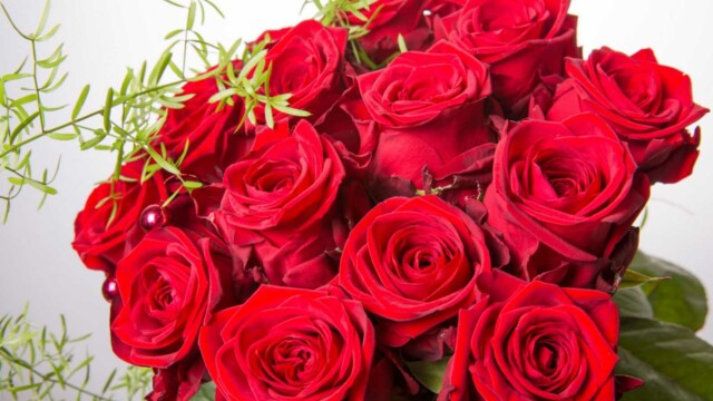 букет из 25 красных роз букет из 25 красных роз