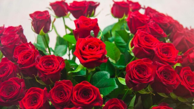 букет из 51 красной розы букет из 51 красной розы