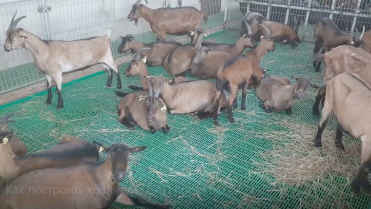 как построить козлятник пол настил