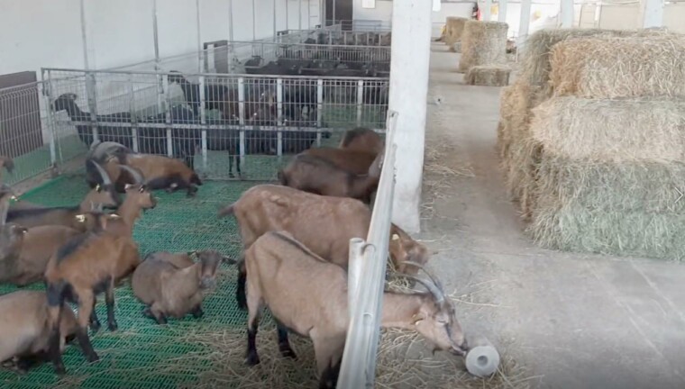 как построить козлятник пол настил