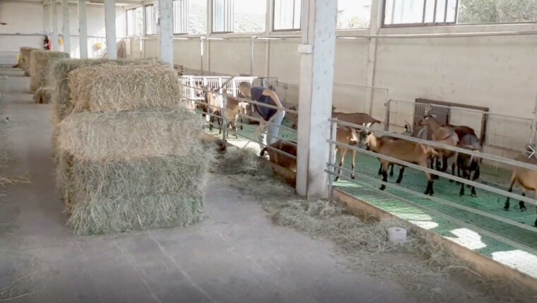 как построить козлятник пол настил