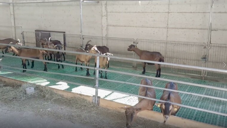 как построить козлятник пол настил