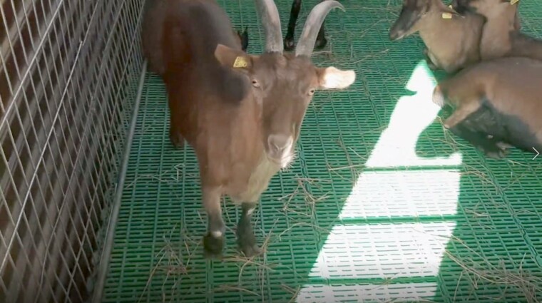 как построить козлятник пол настил